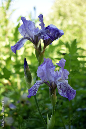 Japanese iris flower on green background photo