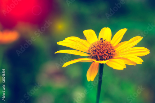 Yellow Garden Aster © clusterx