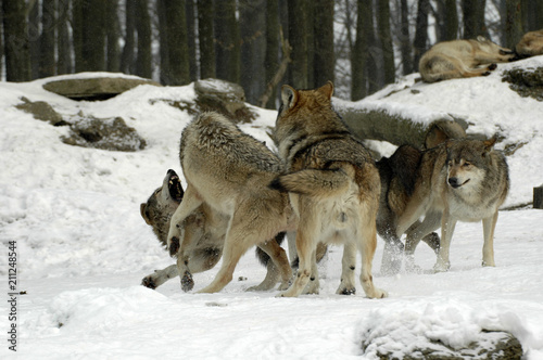 Mackenzie-Wölfe (Canis lupus occidentalis), Captive,  Deutschland, Europa ©  Egon Boemsch
