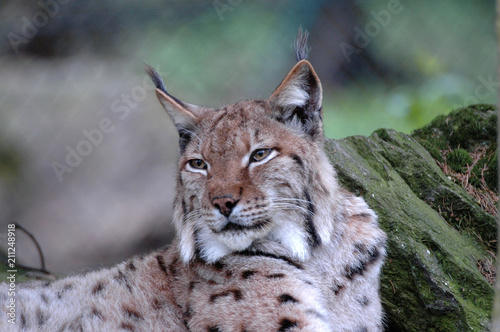 Luchs (Lynx lynx), Captive, Deutschland, Europa
