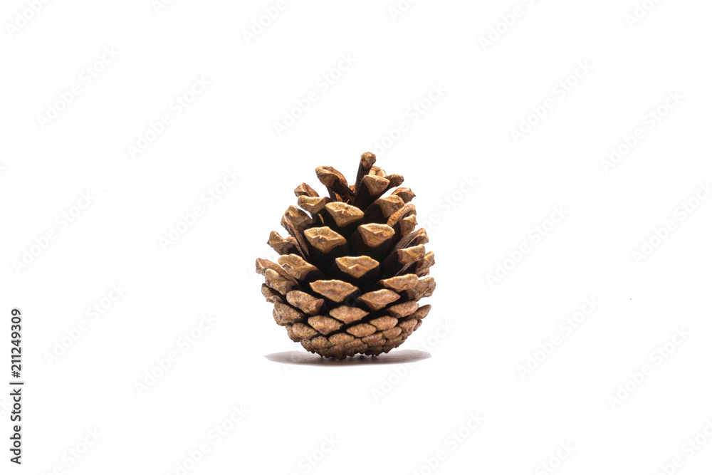 pine cone isolated on white background pine cone isolated on white background