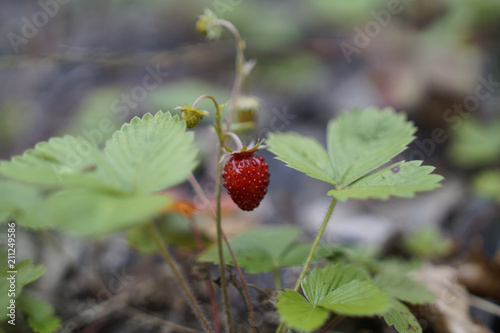 Walderdbeere photo