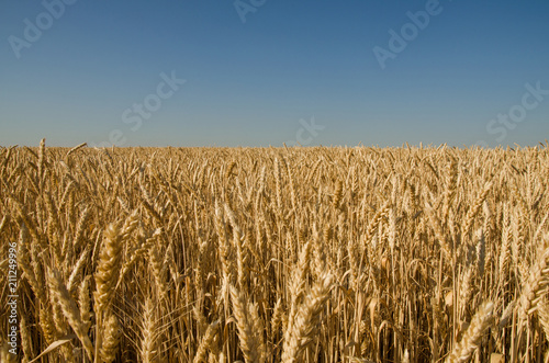 ears of wheat on a wheat field