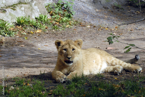 L  wen  Panthera leo  Captive  Deutschland  Europa