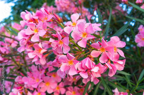 Fototapeta Naklejka Na Ścianę i Meble -  pink flowers of oleander