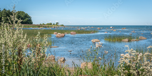 Wild beach of the Baltic sea in summer. The Gulf of Finland, Estonia. Overgrown shore..