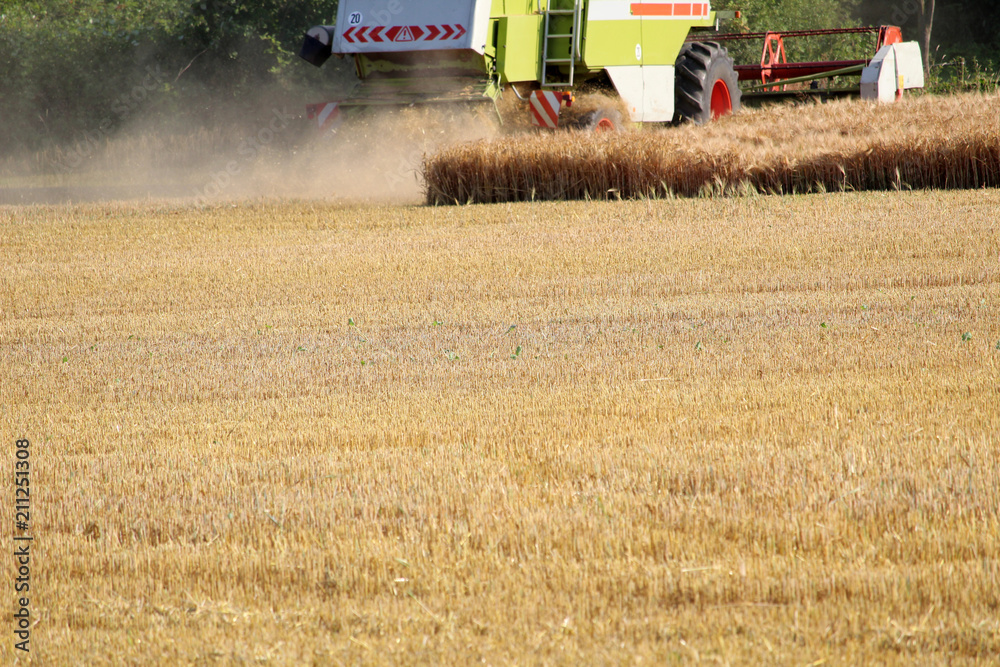 Fototapeta premium Harvest in autumn