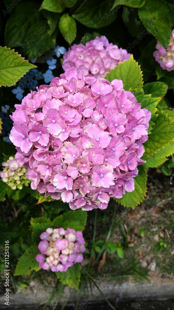 garden of hydrangea