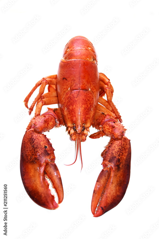 Cooked red lobster isolated on white background Cooked red lobster isolated on white background