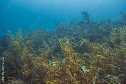 Fototapeta Naklejka Na Ścianę i Meble -  Atlantic ocean reef