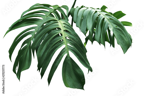 green leaves of monstera isolate on white background