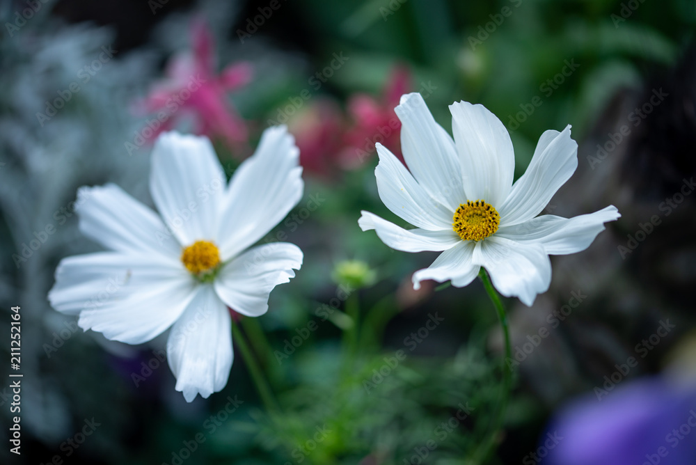 Fleur de cosmos blanche dans le jardin au printemps Stock Photo | Adobe  Stock