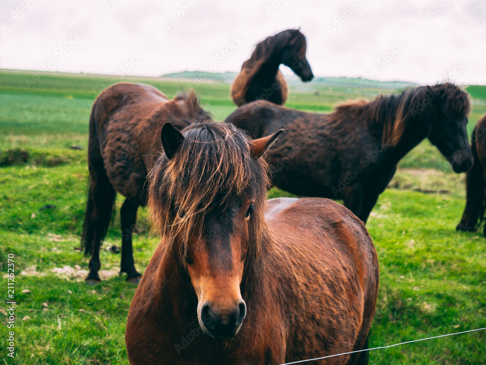 close up of iceland horse with beatiful hair watching into the camera close up of iceland horse with beatiful hair watching into the camera