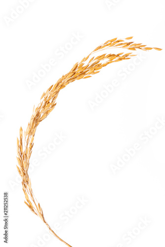 Paddy rice on white background. ears of paddy rice