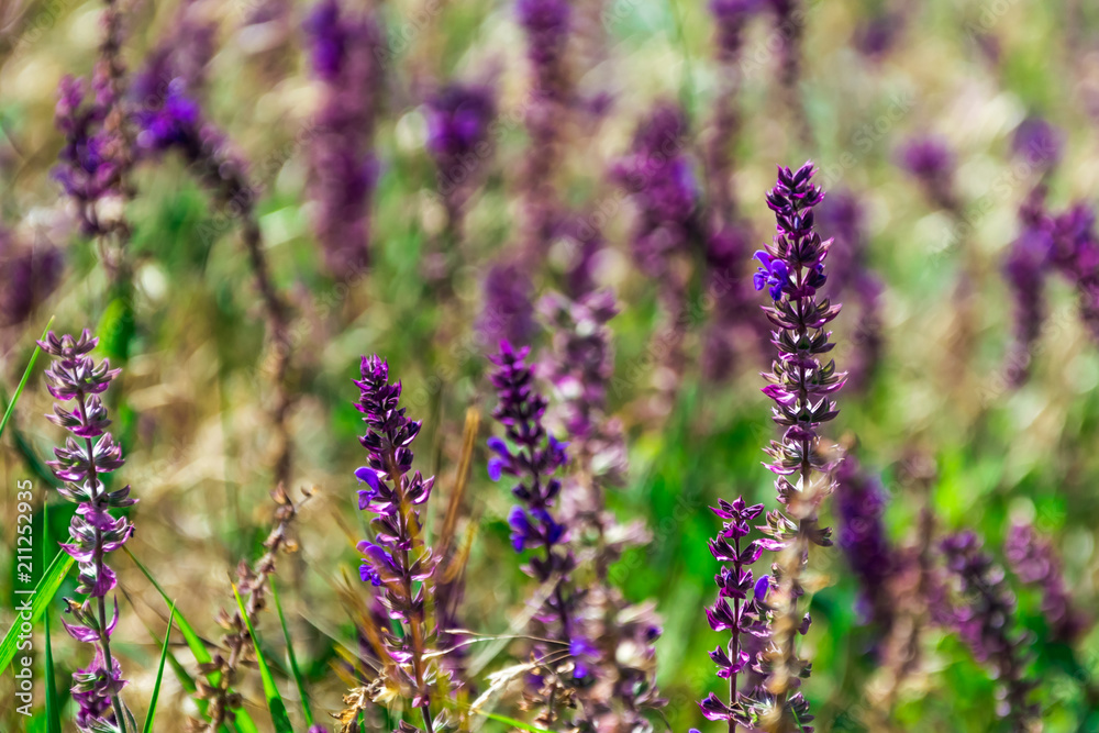 Lavender on the background of green grass Lavender on the background of green grass