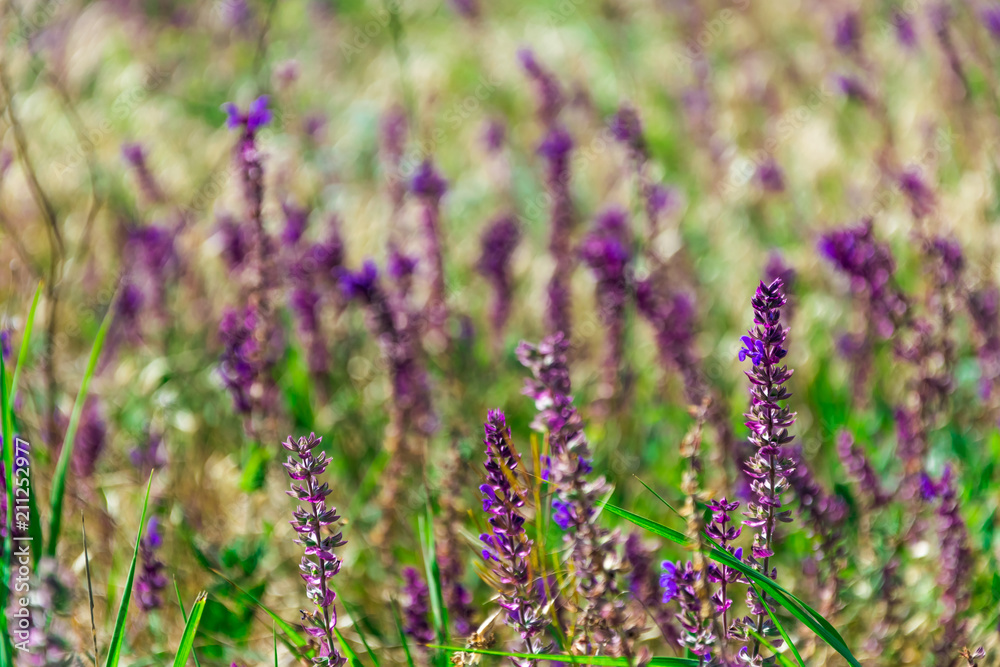 Lavender on the background of green grass Lavender on the background of green grass
