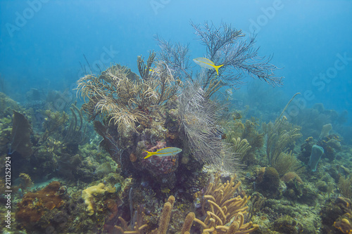 Yellowtail Snapper around a reef