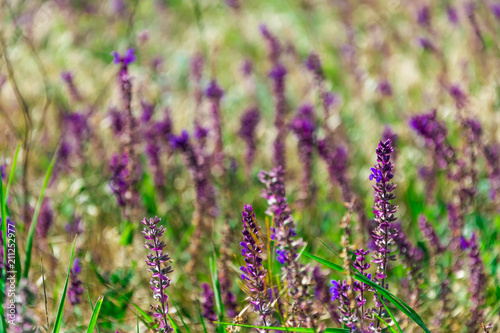 Lavender on the background of green grass