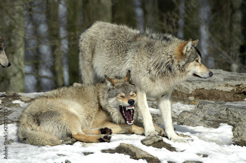 Mackenzie-Wölfe (Canis lupus occidentalis), Captive,  Deutschland, Europa ©  Egon Boemsch
