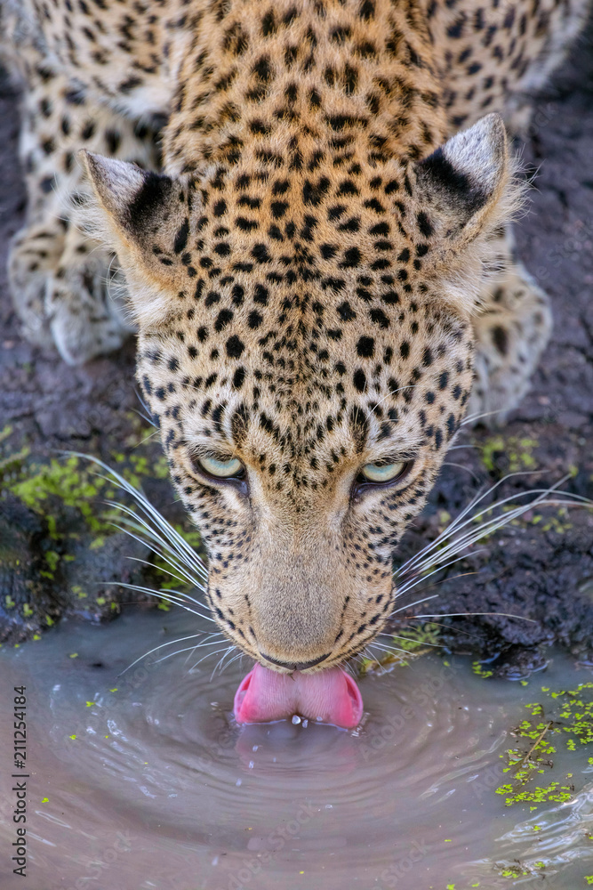 Naklejka premium Leopard drinking water close up, African Wildlife