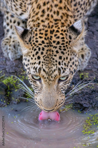 Leopard drinking water close up, African Wildlife