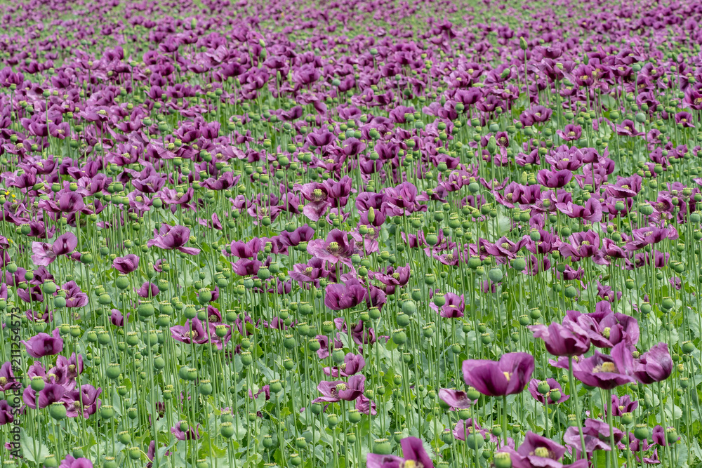 Purple poppy blossoms in a field. (Papaver somniferum). Poppies, agricultural crop.