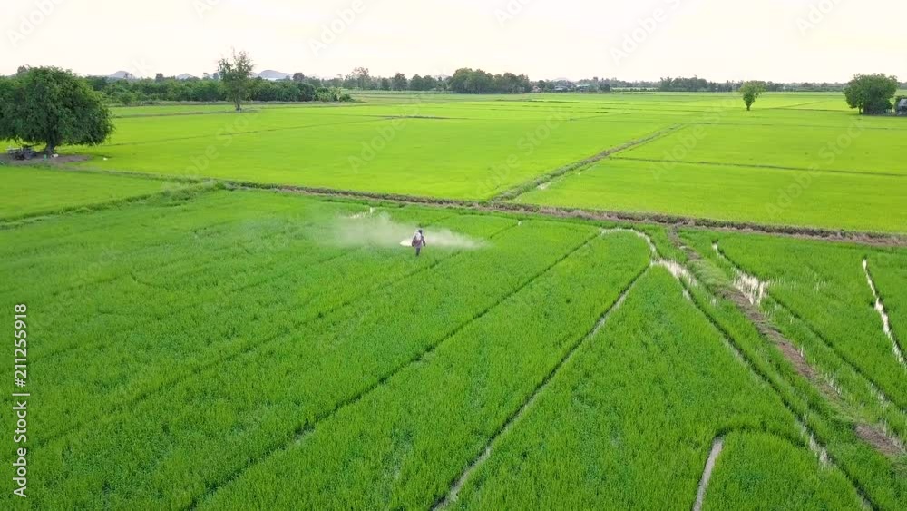 Aerial view of farmer spraying chemical to young green rice field in Thailand. Agriculture concept Landscape background