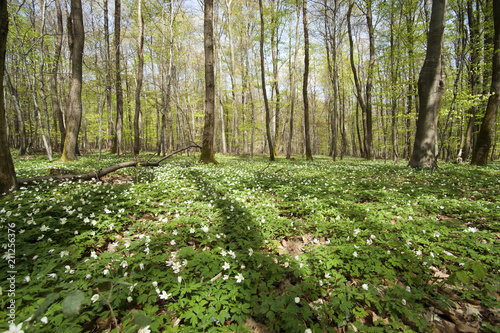 Wald mit Buschwindrosen