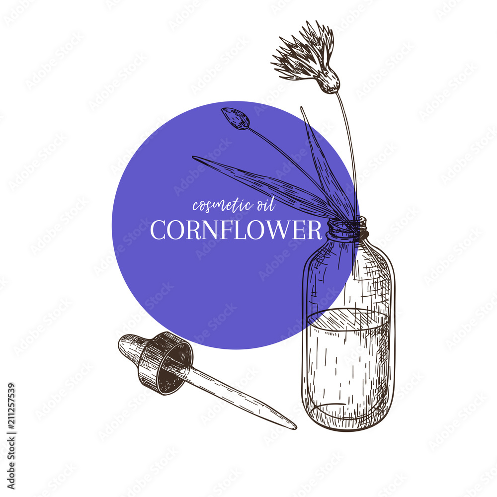 Hand drawn set of essential oils. Vector cornflower flower. Medicinal