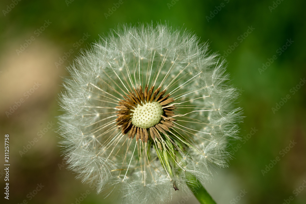 Pissenlit en gros plan avec ses akènes surmontés d'un aigrette légère, servant de voile pour la dissémination de la graine Pissenlit en gros plan avec ses akènes surmontés d'un aigrette légère, servant de voile pour la dissémination de la graine