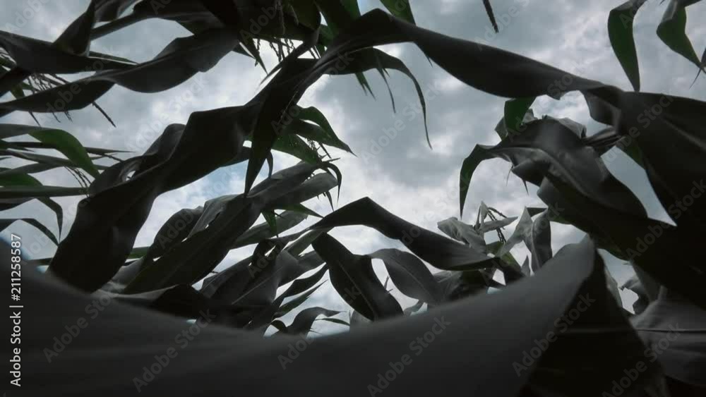 Strong wind blowing in the corn field and bending crop plants