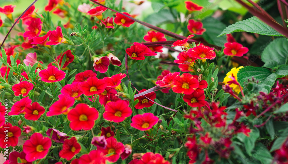 Red Flower Cluster