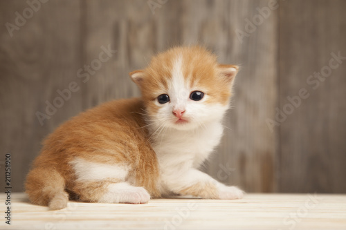 small ginger kitten on background of old wooden boards