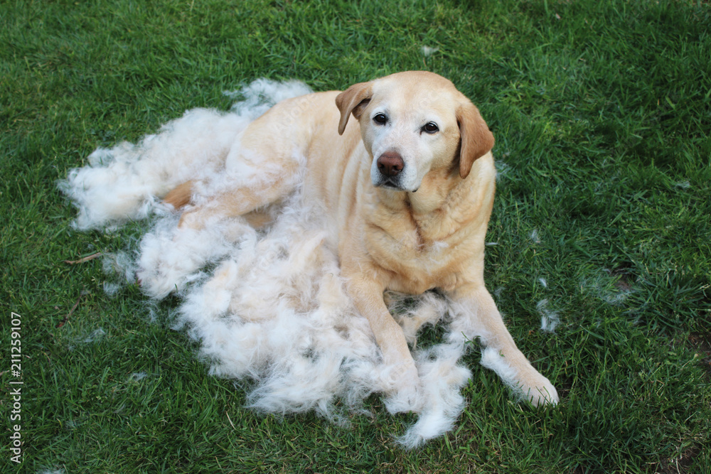 Labrador Furminator Stock Photo Adobe Stock