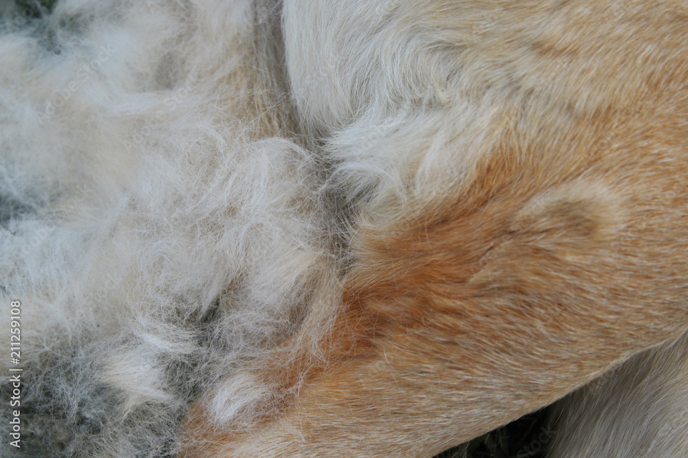 Unterfell vom Hund Unterfell vom Hund