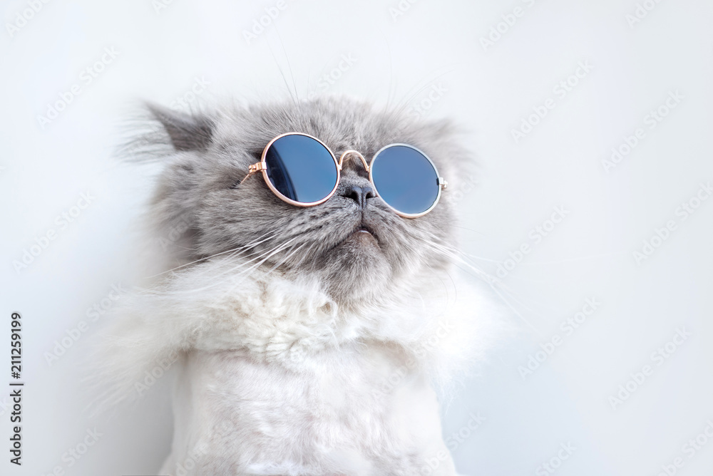 Obraz premium zabawny kot portret w okularach przeciwsłonecznych