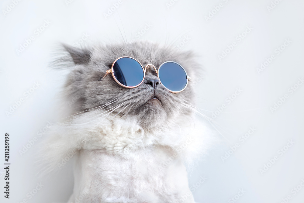 funny cat portrait in sunglasses