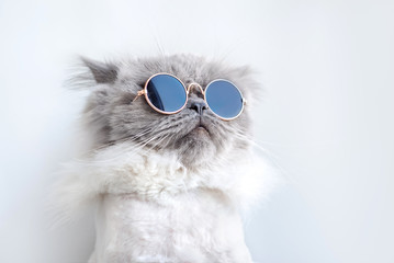 Keuken achterwand Kat Coole kat met zonnebril  © otsphoto