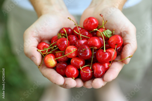 Ripe cherry in man's hands © Olha Afanasieva