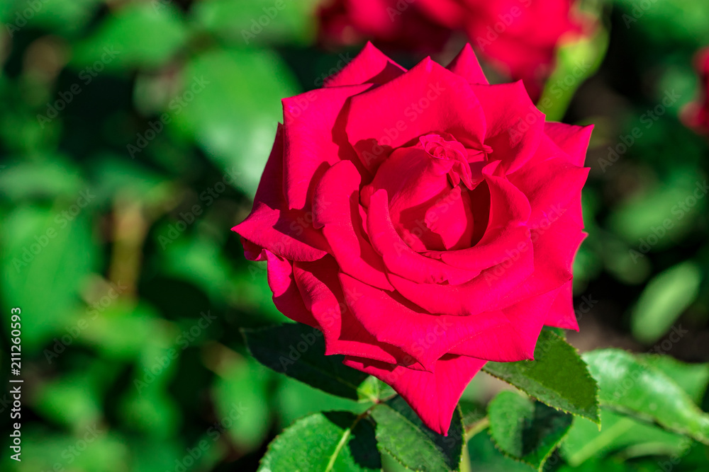Pink roses bush over summer garden or park nature background Pink roses bush over summer garden or park nature background