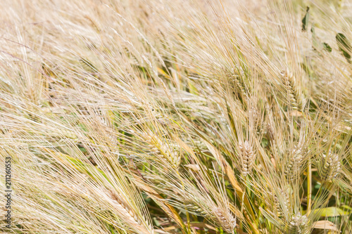 Field of rye ears of future bread in early summer © Viktoriya09