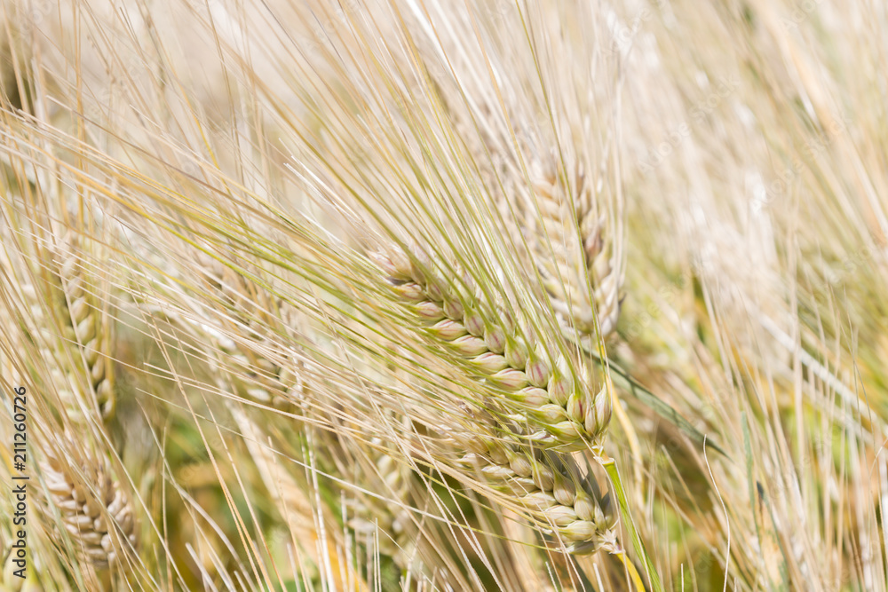 Field of rye ears of future bread in early summer Field of rye ears of future bread in early summer