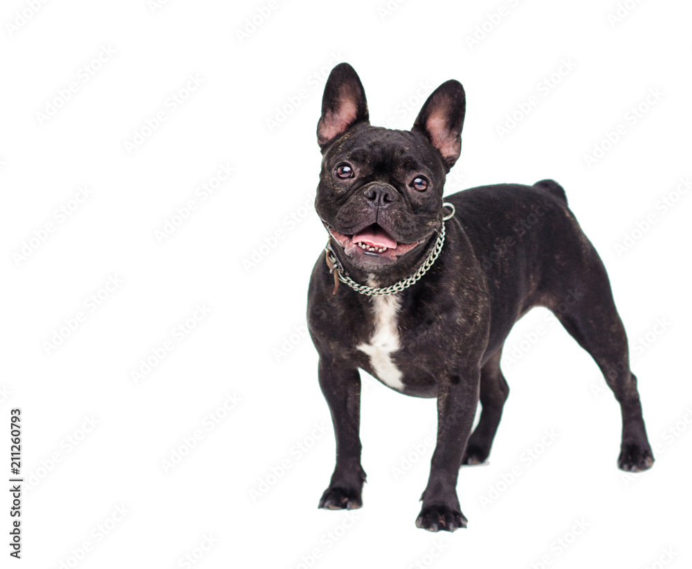 French Bulldog dog on white background