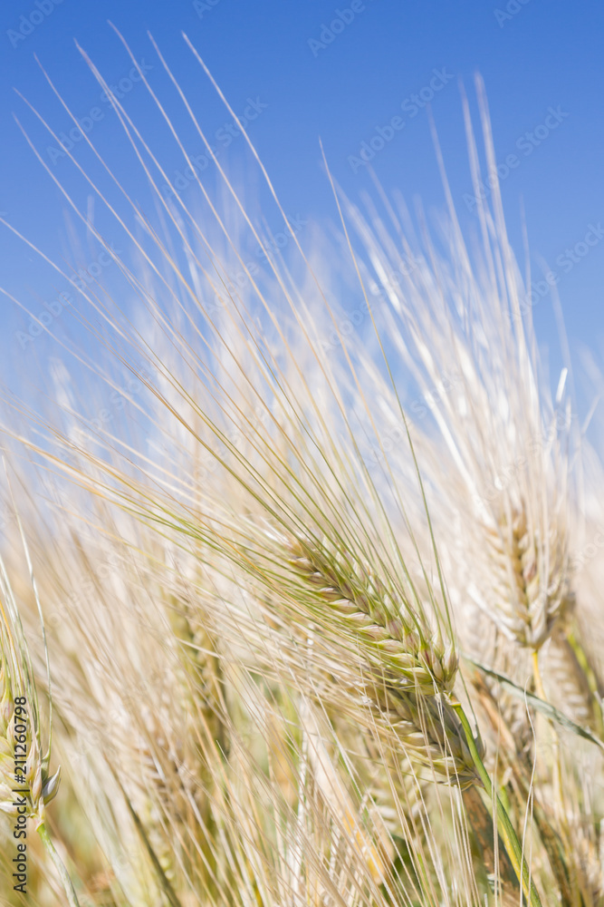 Field of rye ears of future bread in early summer Field of rye ears of future bread in early summer