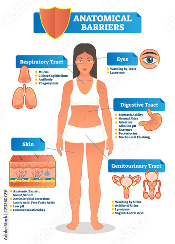 Vector illustration with anatomical barriers scheme. Human body with respiratory, digestive, genitourinary tract, eyes and skin zoom and close ups.