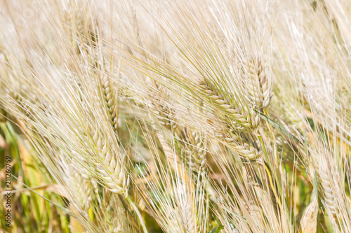 Field of rye ears of future bread in early summer