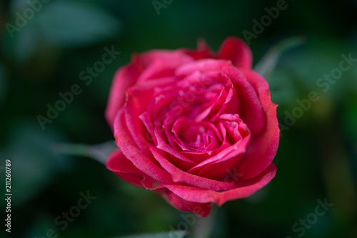Belle rose rouge du jardin