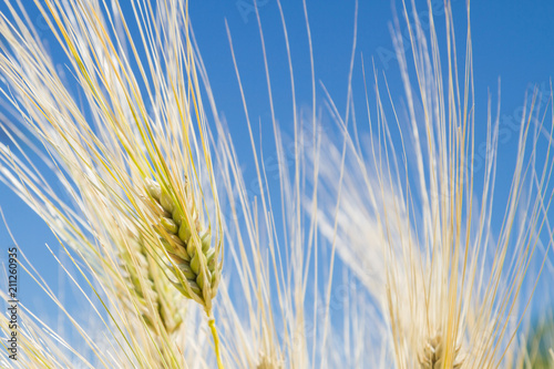 Field of rye ears of future bread in early summer