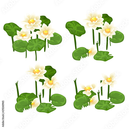 Set of stages for the destruction of landings of white water Lily isolated on white background. Vector illustration.