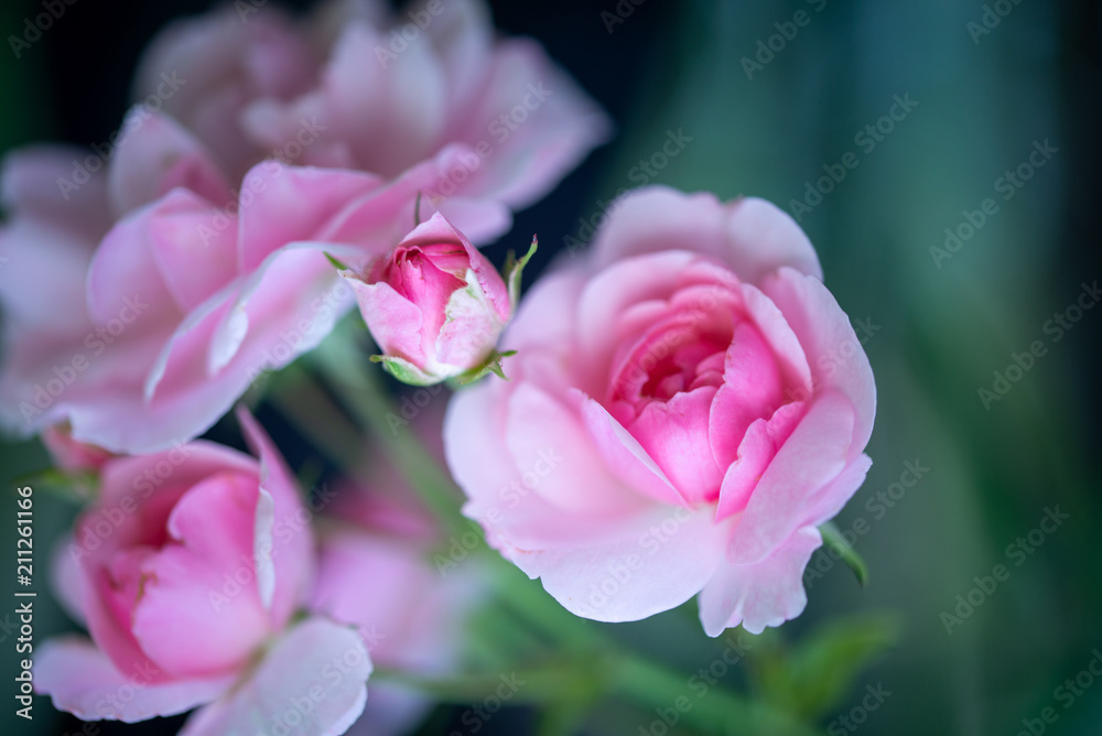 Roses du jardin en pleine éclosion Roses du jardin en pleine éclosion